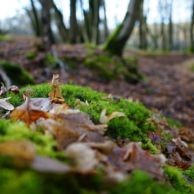 Friedwald, Bestattung Fach OHG